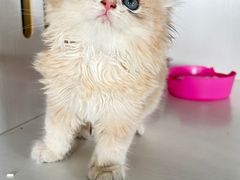 -东方名猫馆·英短金渐层布偶猫舍(环线广场1号楼店)