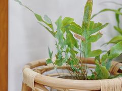 -AHAVA·Fang Baking Studio