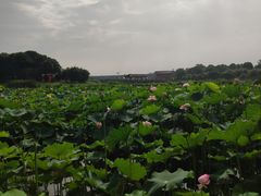 -荷塘月色湿地公园·向阳花洲