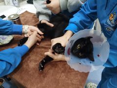 -佑安动物医院·全科·内窥镜中心(幸福巷店)