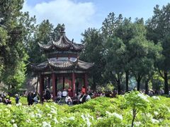 -洛阳白马寺