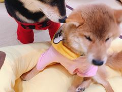 -逗柴咖啡屋·狗咖猫咖宠物桌游