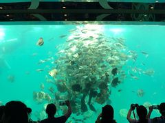 -瑞德姆美人鱼海底演艺主题餐厅(亚龙湾店)