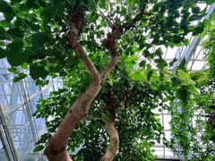 -北京植物园-展览温室