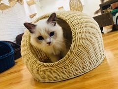 -momokira米努特·德文卷毛猫·棉花面纱犬