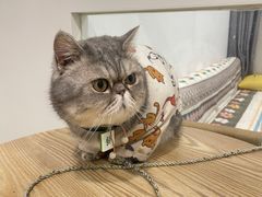 -楼上猫咖(罗湖店)