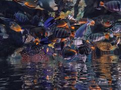 -海合安成都极地海洋公园