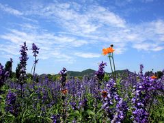 景点-北京东方普罗旺斯薰衣草庄园