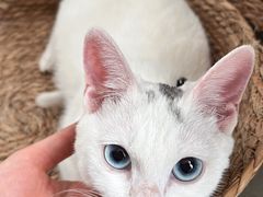 -创凡宠物医院·骨专科  猫科中心(西乡分院)