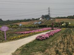 -紫颐香薰山谷景区