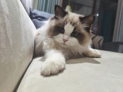 -欣宠猫屋·矮脚拿破仑·蓝金金渐层