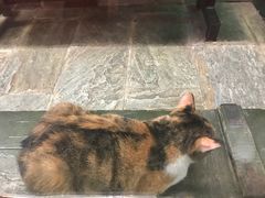 -猫咪博物馆(顶澳仔猫街店)