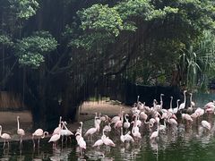 -九龙公园