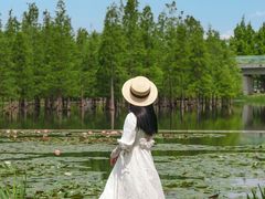 -白鹭湾湿地公园