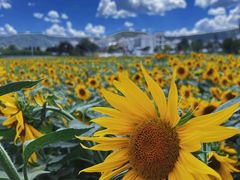 -桤木河湿地公园