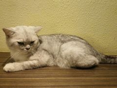 景观位-more than meow吴止猫主题餐厅(承德 中船汇店)