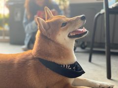 -柴犬高等学院·狗咖·柴犬售卖·宠物训练