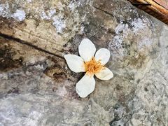 -天鹿湖森林公园