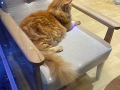 -藏猫猫咖啡主题馆(中央大道店)