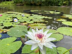 -中国科学院西双版纳热带植物园