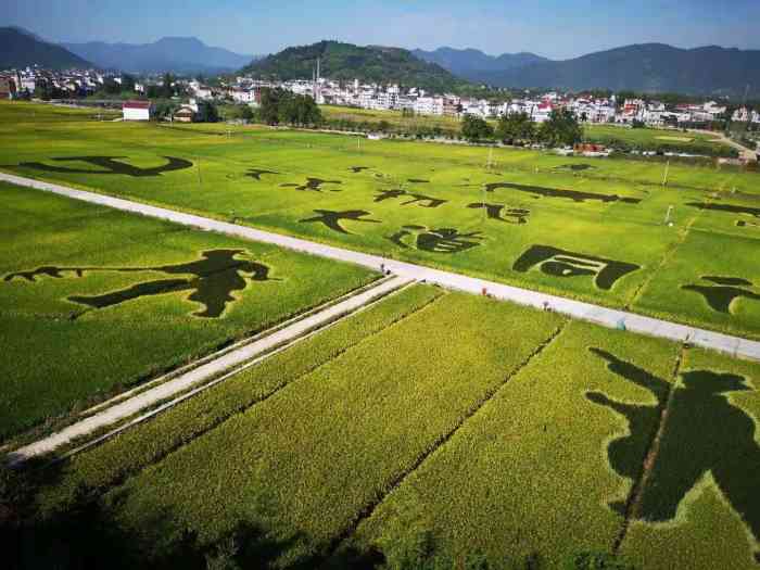 大同镇综合文化站-"这里应该叫大同的稻香小镇.有很多稻草做的.
