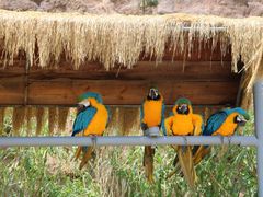 -西霞口神雕山野生动物世界