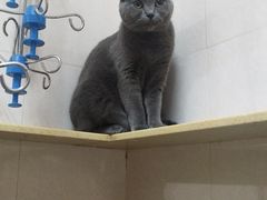-瑞鹏宠物医院·骨科·猫科·内科(第一中心)
