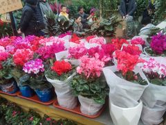 -秦美花卉(天朗·莱茵小城2期店)