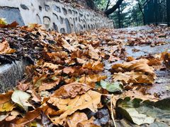 -六里坪国家森林公园