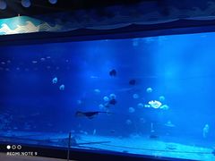 -烟台海昌鲸鲨海洋公园