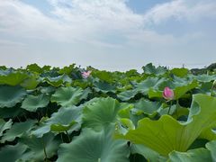 -嘉北郊野公园