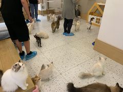 -猫域·湾主题猫咖·宠物吧(南坪城市广场店)