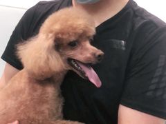 -宠福鑫康馨动物医院·骨科·眼科