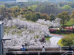 -外高桥保税区南(地铁站)
