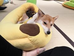 -逗柴咖啡屋·狗咖猫咖宠物桌游
