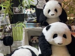 -轩客会(熊猫书店)