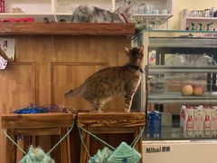 -猫色咖啡·猫咖