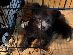 -帕帕拉兹宠物(亚洲旗舰店)