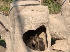 -上海野生动物园