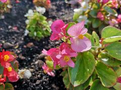 -斐兹洛伊花园