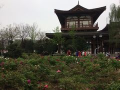-西安乐游原