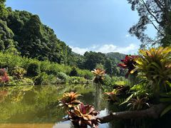 -深圳仙湖植物园