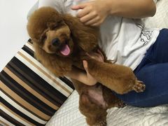 -翊宠yipet猫狗购宠庄园犬舍•猫舍