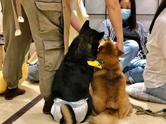 -逗柴咖啡屋·狗咖猫咖宠物桌游
