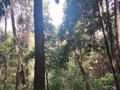 -铁山坪森林公园