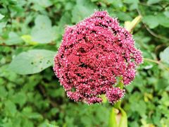 -峡谷浮石林景区