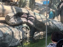 -灵玲国际马戏城