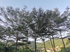 -银湖山郊野公园-相思林