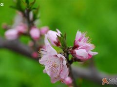 -南汇桃花村