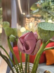 -花隐·美芙炫海菲秀皮肤管理中心